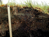 A cross-section of a marsh at Barn Island, CT