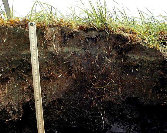 earth section