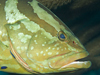 Nassau grouper (Epinephelus striatus), Glover's Reef, Belize.