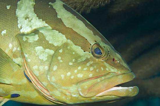 Nassau grouper (Epinephelus striatus), Glover's Reef, Belize.