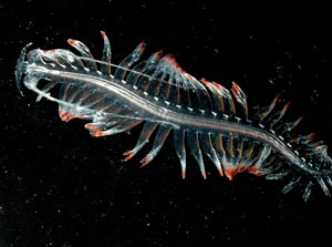 planktonic worm