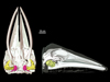 Whale CT