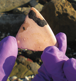 Tracking Toxic Chemicals in Oil Spills