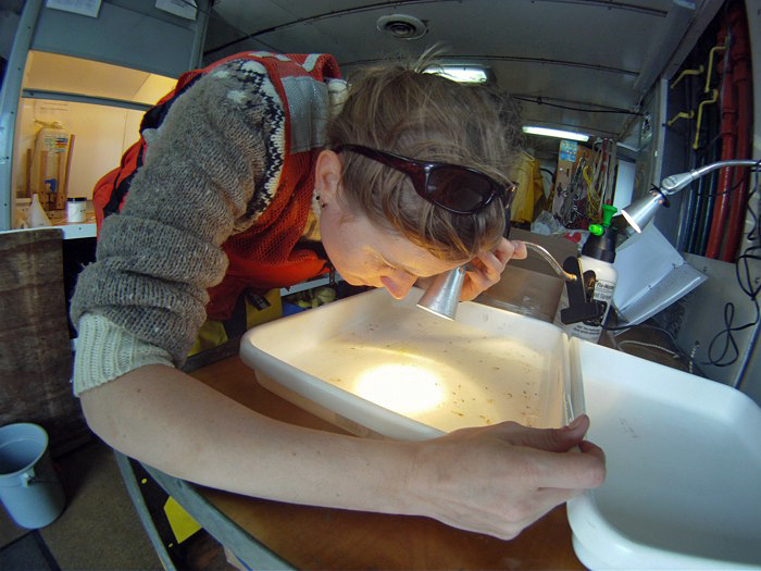 Picking pteropods