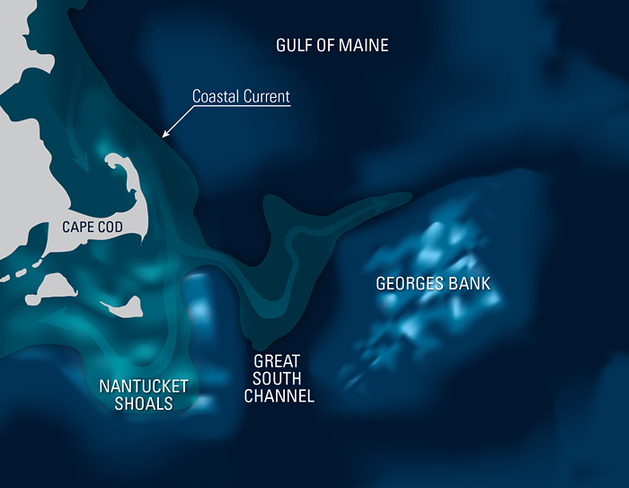 diagram of how copepods aggregate in the Great South Channel