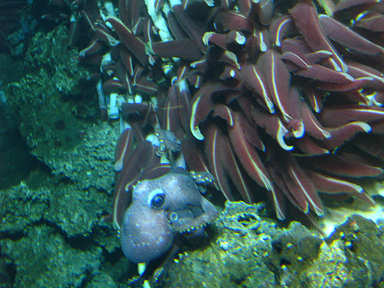 staring contest with an octopus