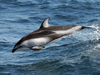 A pacific-white sided dolphin