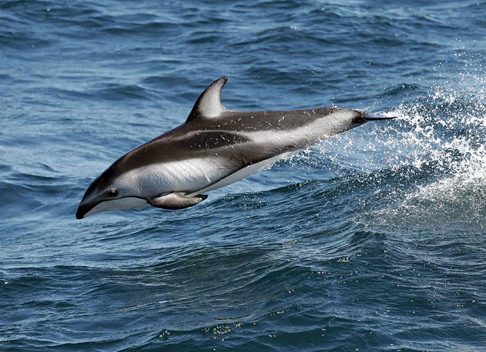 A pacific-white sided dolphin
