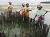 zanzibar women tending shellfish farm
