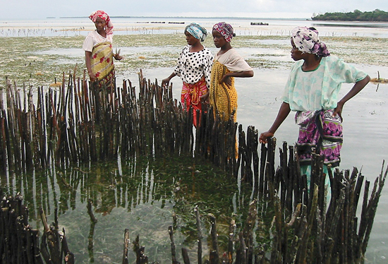 zanzibar women tending shellfish farm