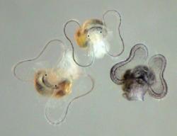 gastropod larvae