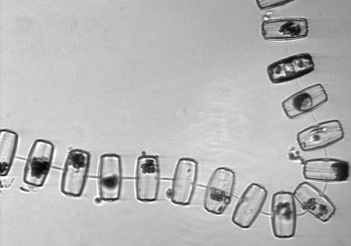 Diatoms under ice