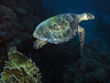 Green turtle