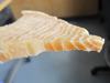 shark vertabrae