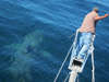 Basking shark tags