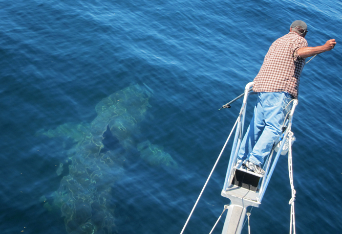 Basking shark tags