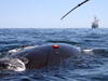 Right whale tagging