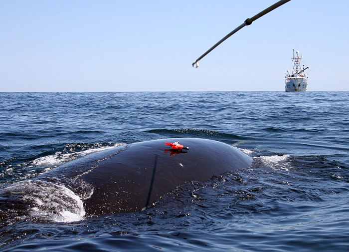 Right whale tagging