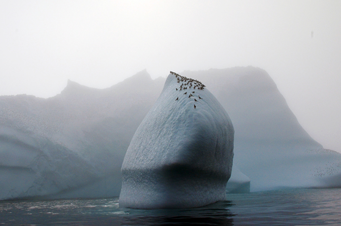 Icebergs off Greenland