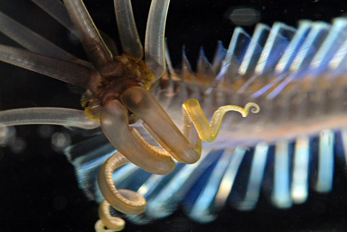 Squidworm