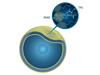 Marine cell membranes