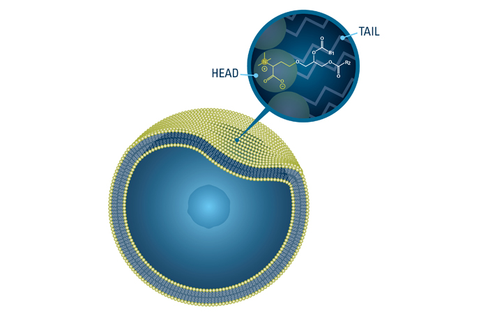 Marine cell membranes