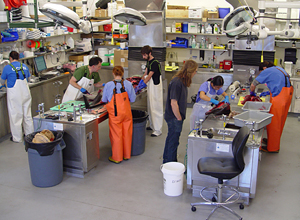 In this Dec. 17 snapshot of activity in the Marine Research Facility Necropsy Lab, researchers investigate the body of a common dolphin that died the day before in Harwich.