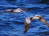 flying pelicans