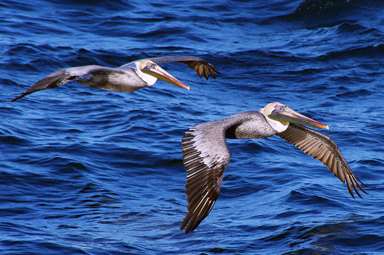 flying pelicans