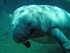 Manatees have round heads, squinty eyes, and bodies up to 13 feet in length.