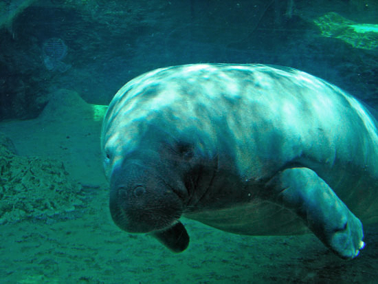 Manatees have round heads, squinty eyes, and bodies up to 13 feet in length.