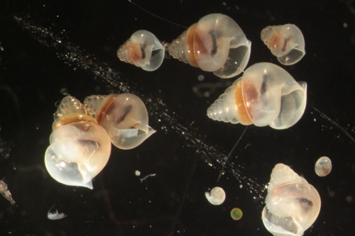 Limacina retroversa, a species of pteropod that proved to be very abundant in the northern part of our study area. These beautiful shells are only about a millimeter long.