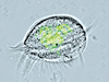 euplotes