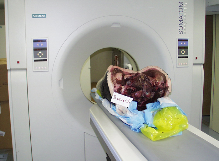 Whale head in CSI scanner