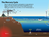 mercury cycle