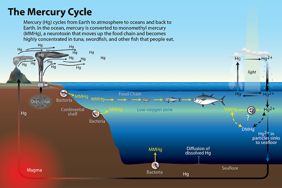 mercury cycle