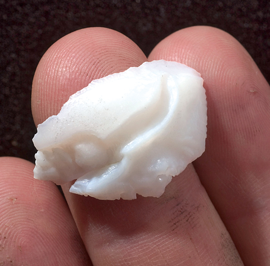 fish otolith