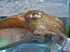 Cuttlefish