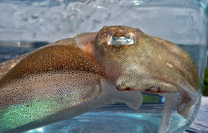 Cuttlefish