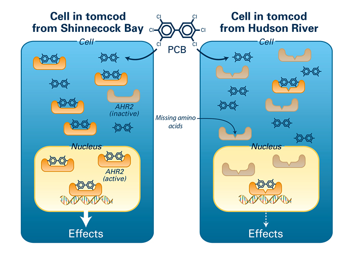 Genetic adaptation to pollution