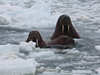 walruses