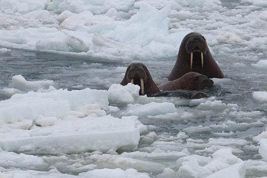 walruses
