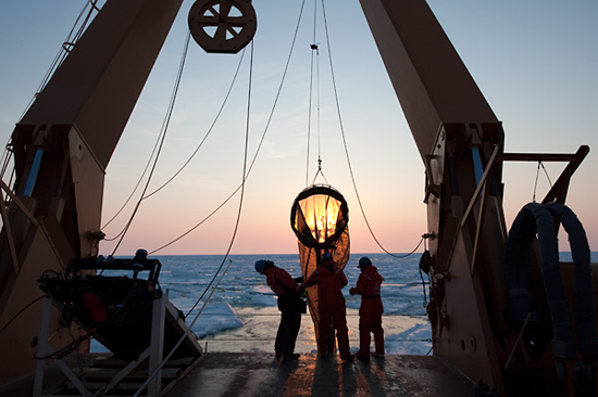 copepod fishing