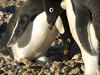 An Adelie bends low to check on its eggs.