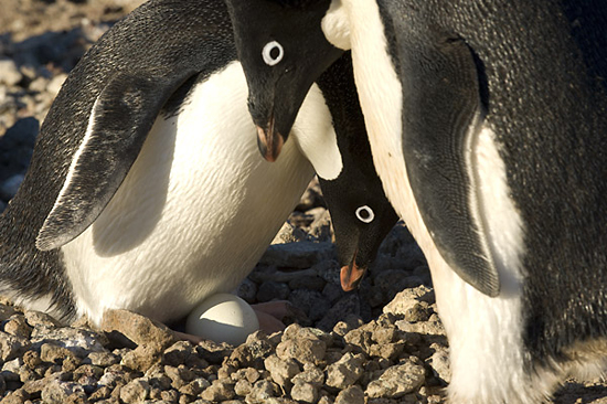 An Adelie bends low to check on its eggs.