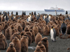 South Georgia penguin colony