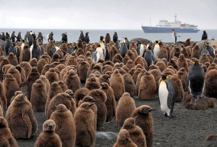 South Georgia penguin colony