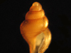 snail shell