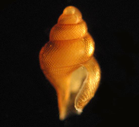 snail shell