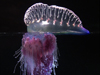 portuguese man-of-war
